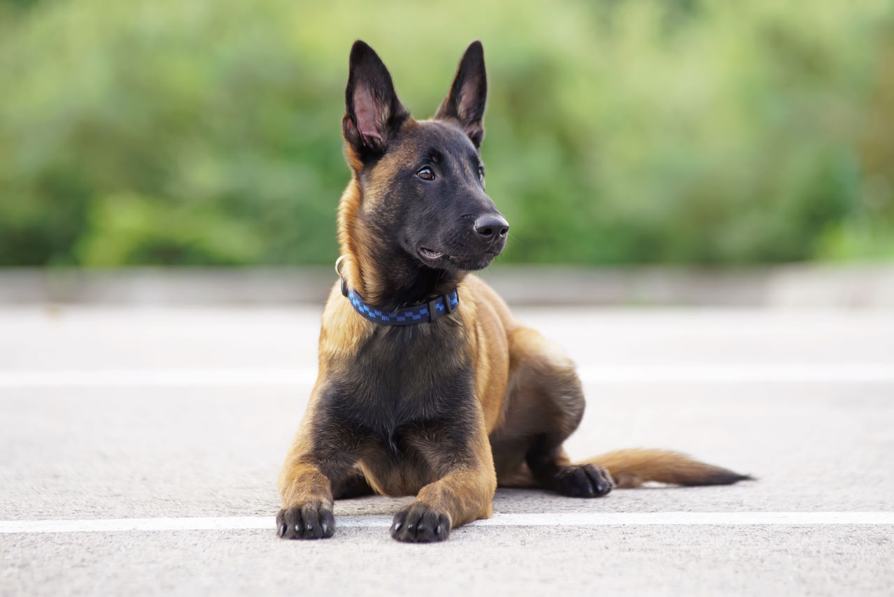 The Belgian Malinois: A Loyal and Versatile Working Dog – Tail Threads