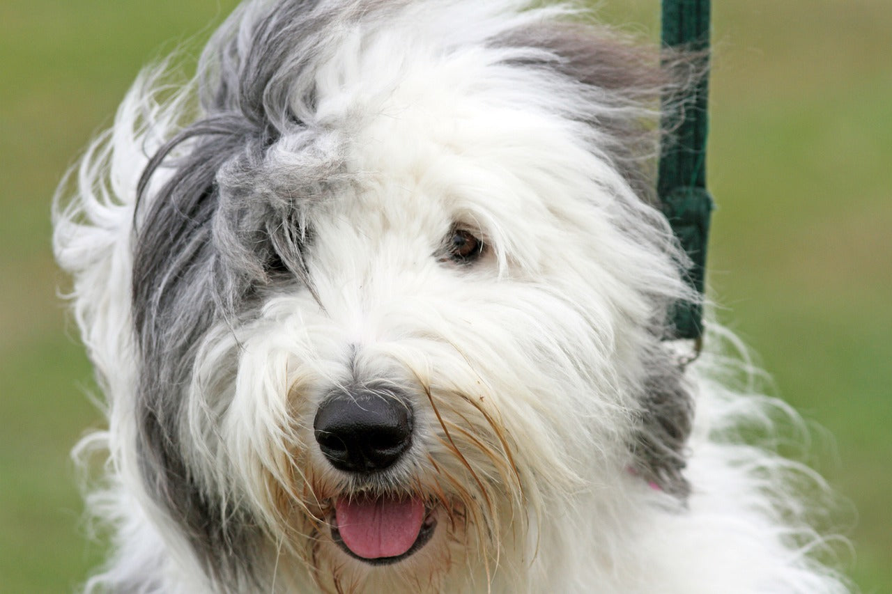 Old English Sheepdog Dogs Breed, Facts, Information and Advice