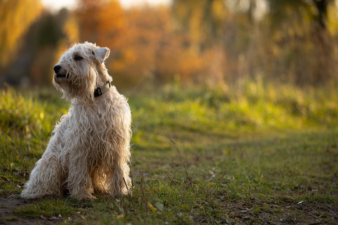Soft Coated Wheaten Terrier - All About Dogs