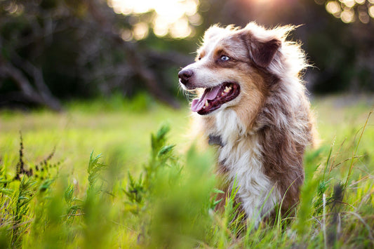 Australian Shepherd Dog Breed