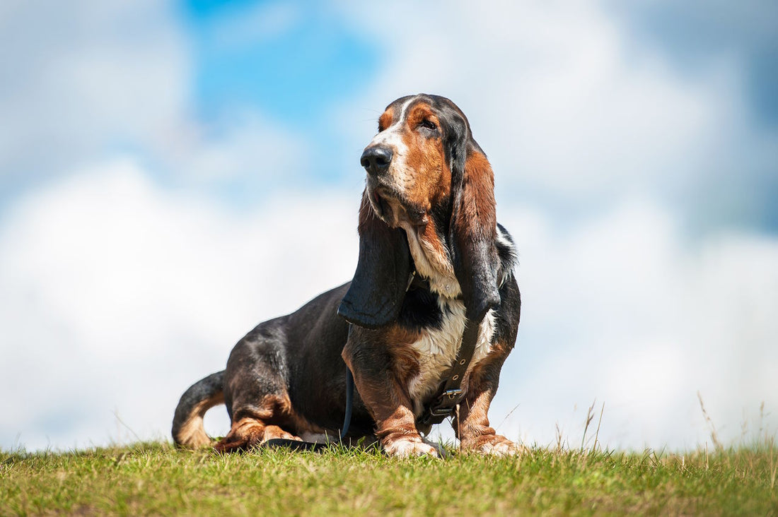 Basset Hounds: Characteristics, Personality, and Care