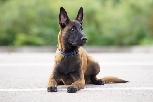 Belgian Malinois