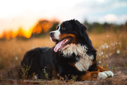 Bernese Mountain Dog