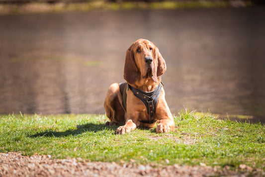 Bloodhounds Dog Breed