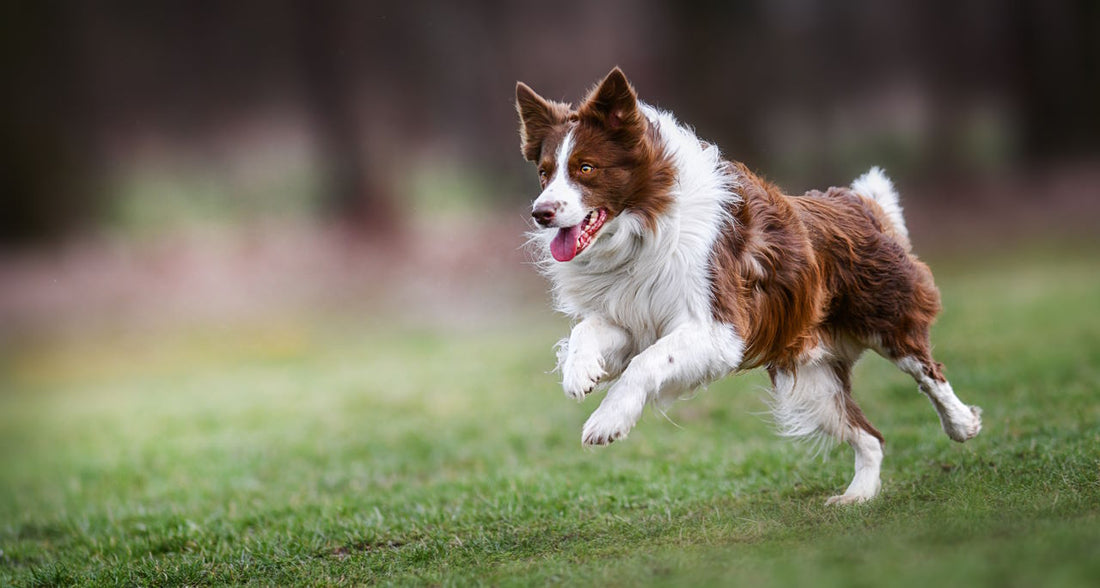 Border Collies: A Guide to the World's Most Intelligent Dog Breed