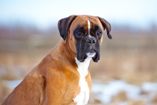 The Boxer Breed