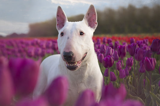 Bull Terriers Dogs Breed