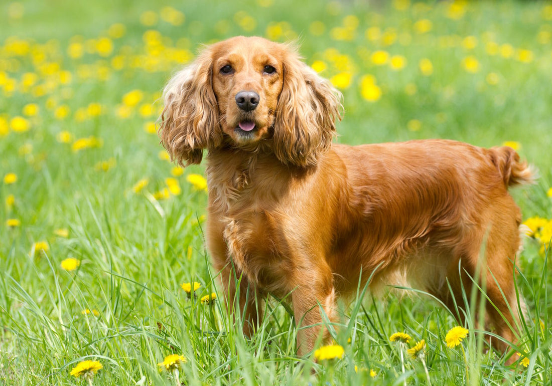 Cocker Spaniels: The Lively and Lovable Companions