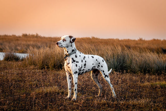 Dalmatian Dog Breed