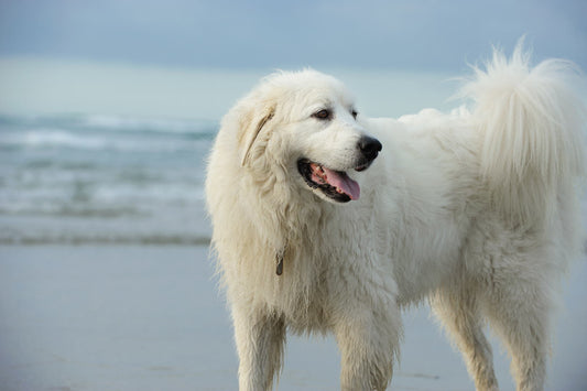 Great Pyrenees Dog Breed