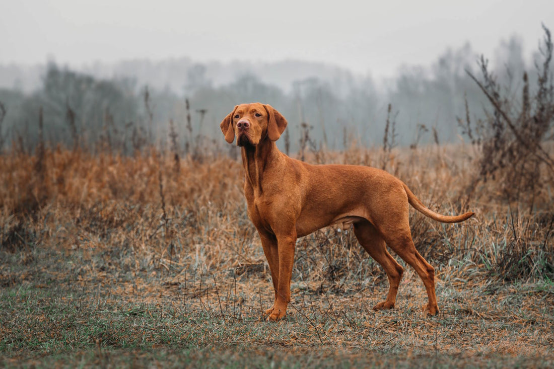 The Vizsla Dog Breed: Characteristics, Personality & Habits