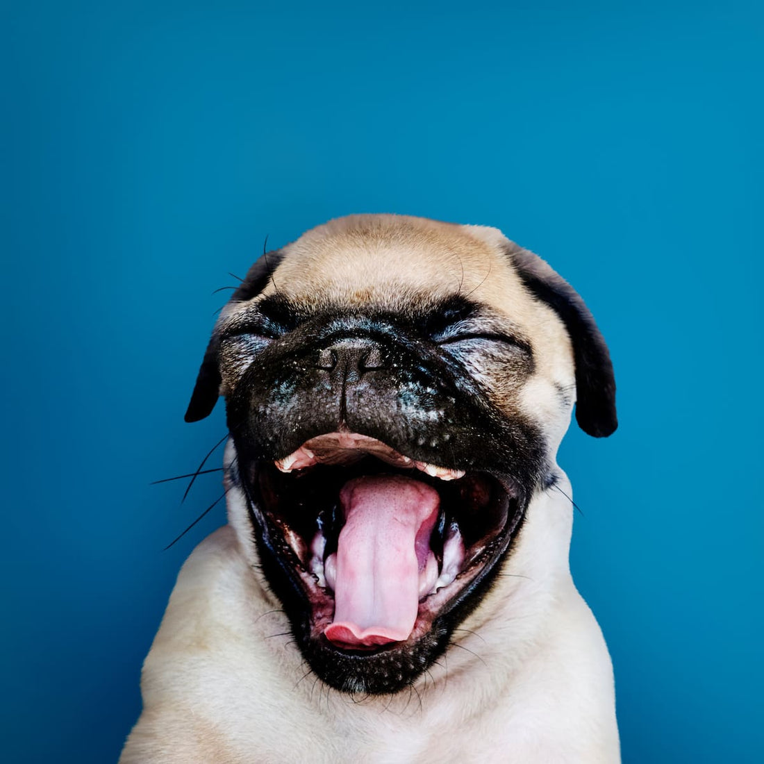 30 Hilarious Dog Jokes Every Dog Lover Will Appreciate