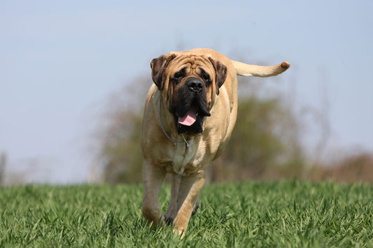 Mastiffs