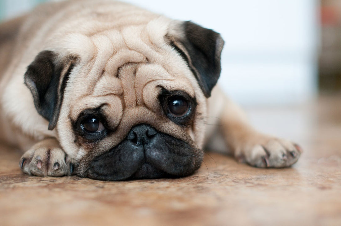 Pugs: An Adorable, Lovable, and Mischievous Breed