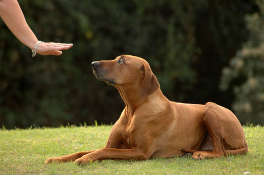 Rhodesian Ridgeback