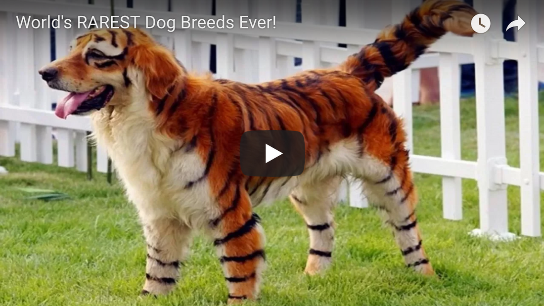 World's RAREST Dog Breeds Ever!