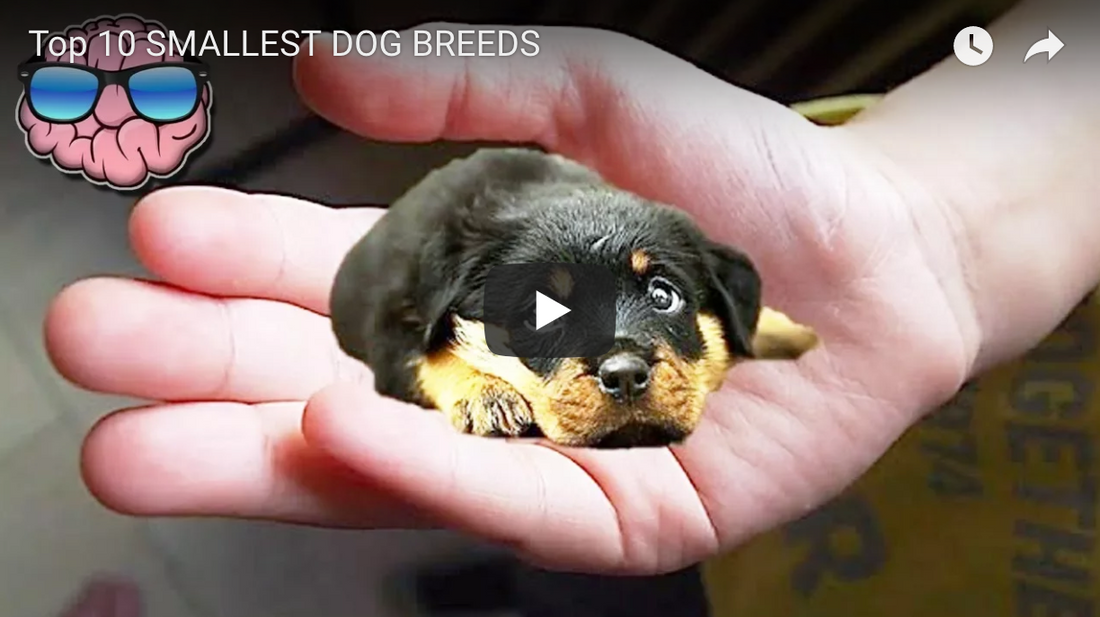 List of the Top 10 SMALLEST Dog Breeds