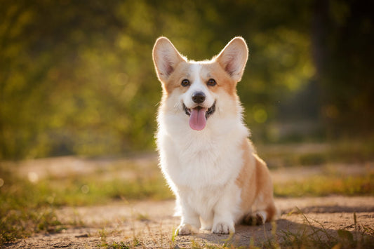 Welsh Corgi