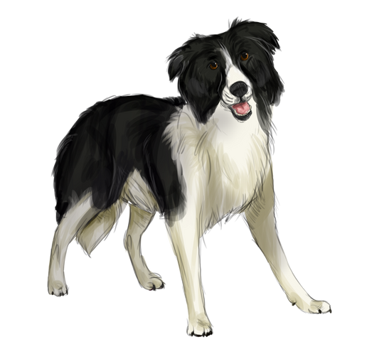 Border Collie