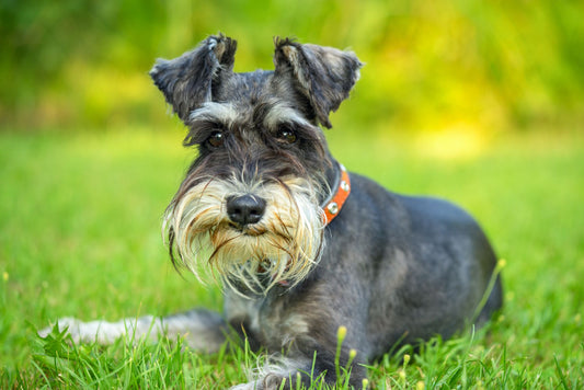 Miniature Schnauzers