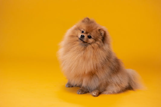 Pomeranian Breed