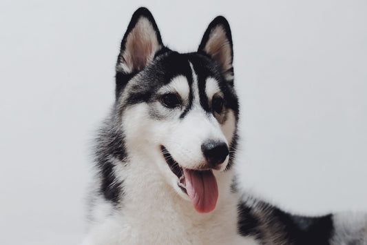 Siberian Husky